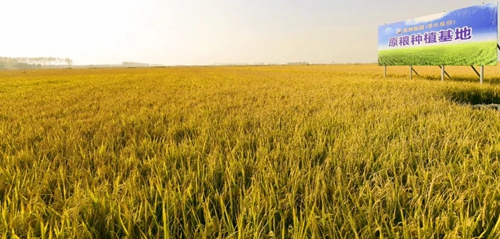 HJC黄金城·(中国区)集团官方网站